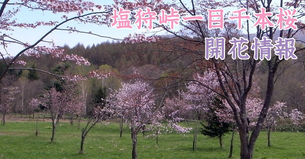 塩狩峠一目千本桜の開花状況をお知らせしています 和寒町の情報ポータルサイト わっさむ Net